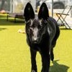 Enlarge Bluey (in foster), a ADOPTABLE German Shepherd Dog in Santa Cruz, CA image 5/5
