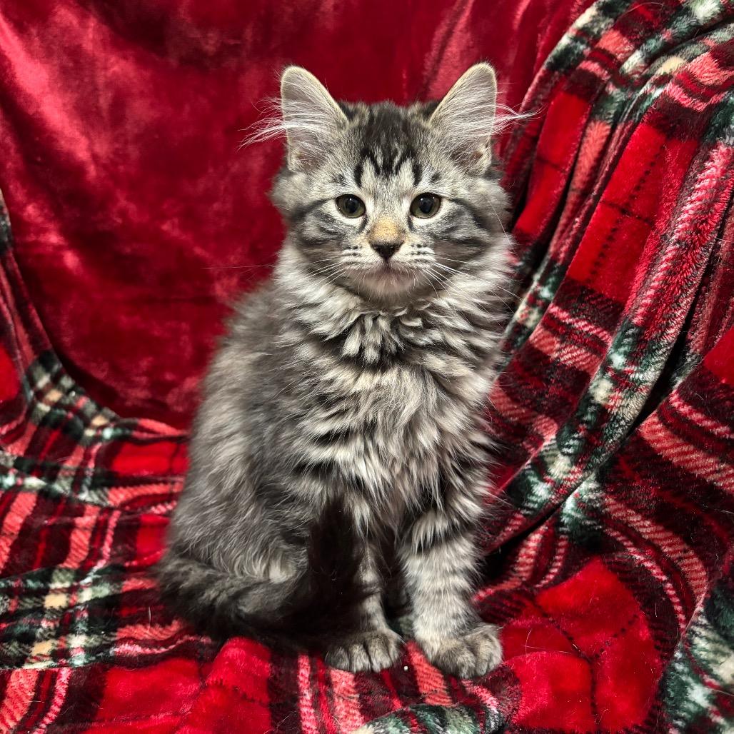 Ellie May, Adoptable, Kitten Female Domestic Long Hair.