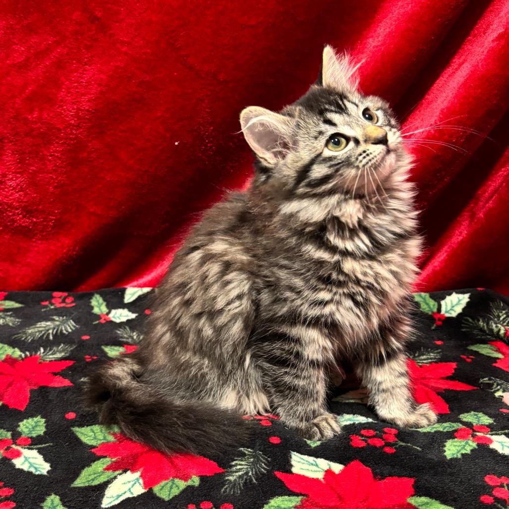 Enlarge Ellie May, a Adoptable Domestic Long Hair in Smithville, TN image 2/6