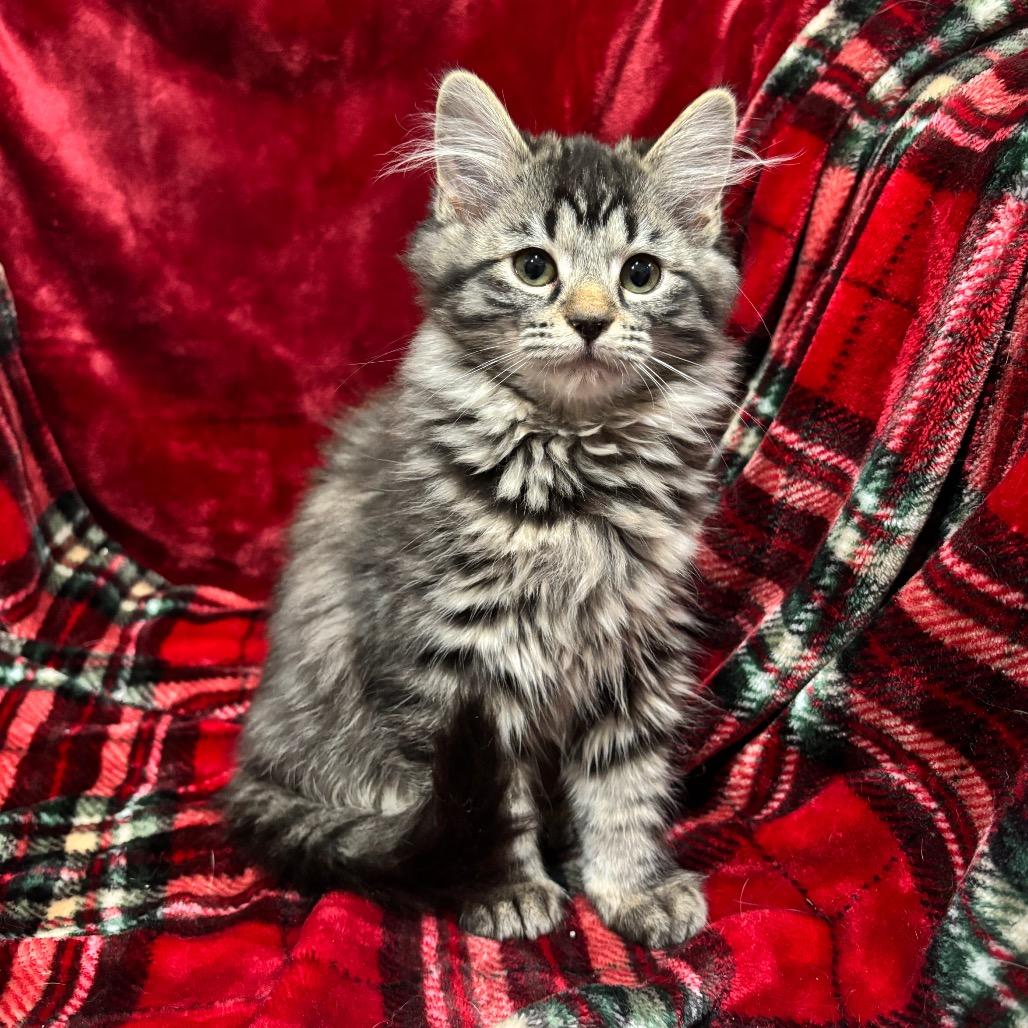 Enlarge Ellie May, a Adoptable Domestic Long Hair in Smithville, TN image 3/6