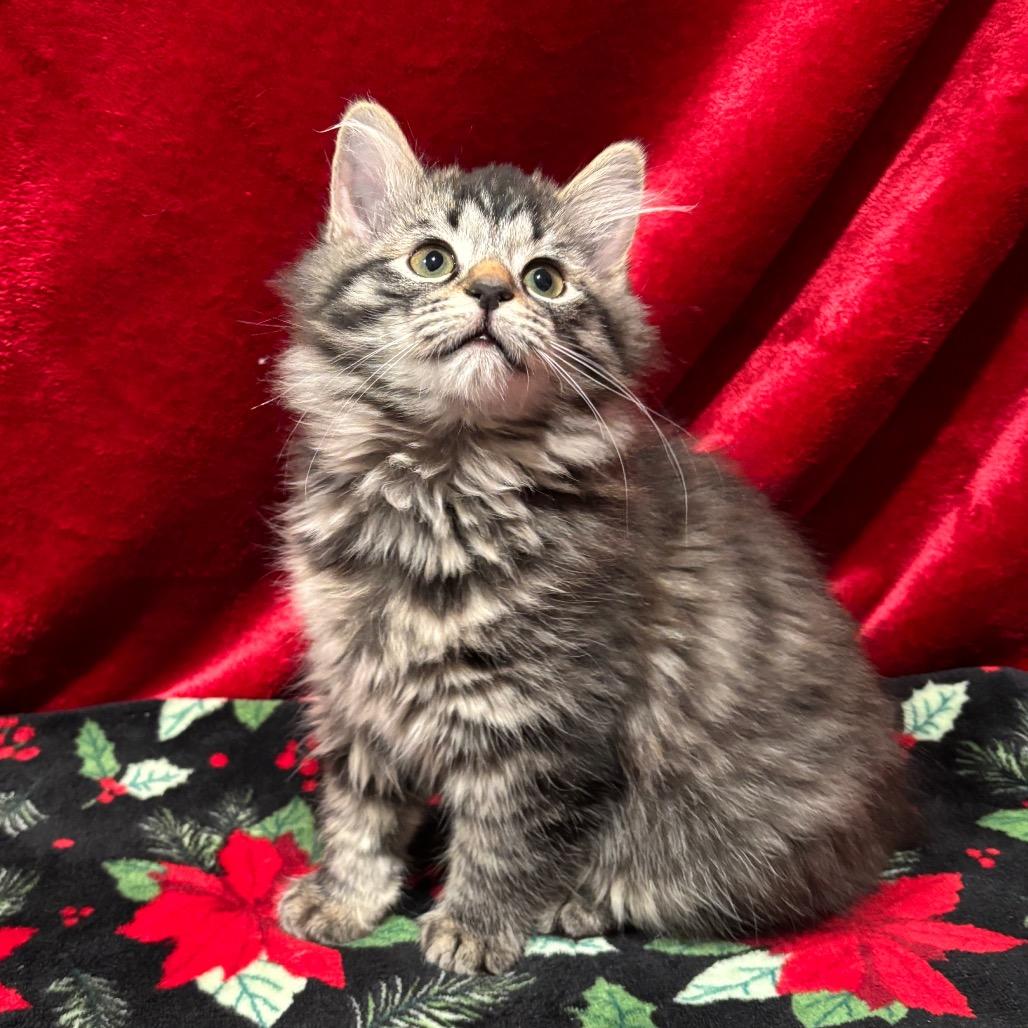 Enlarge Ellie May, a Adoptable Domestic Long Hair in Smithville, TN image 4/6