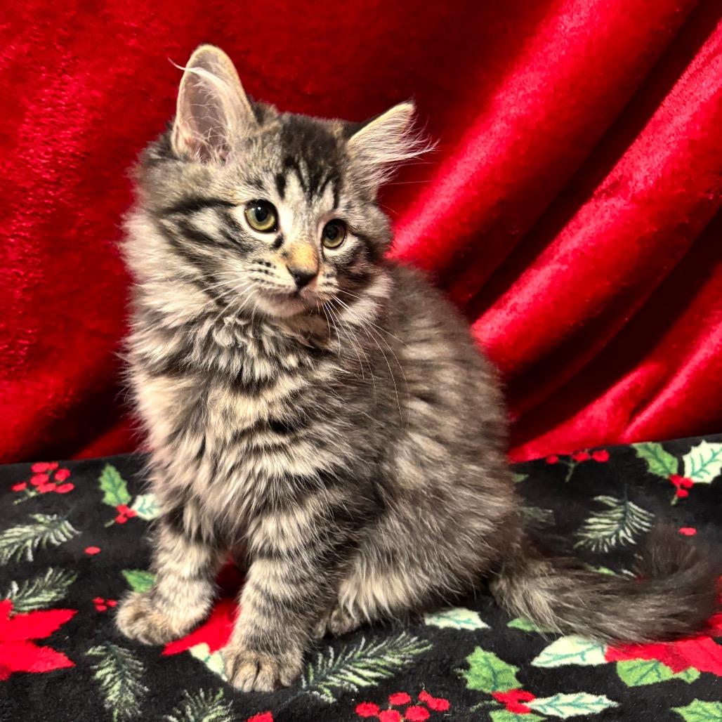 Enlarge Ellie May, a Adoptable Domestic Long Hair in Smithville, TN image 5/6