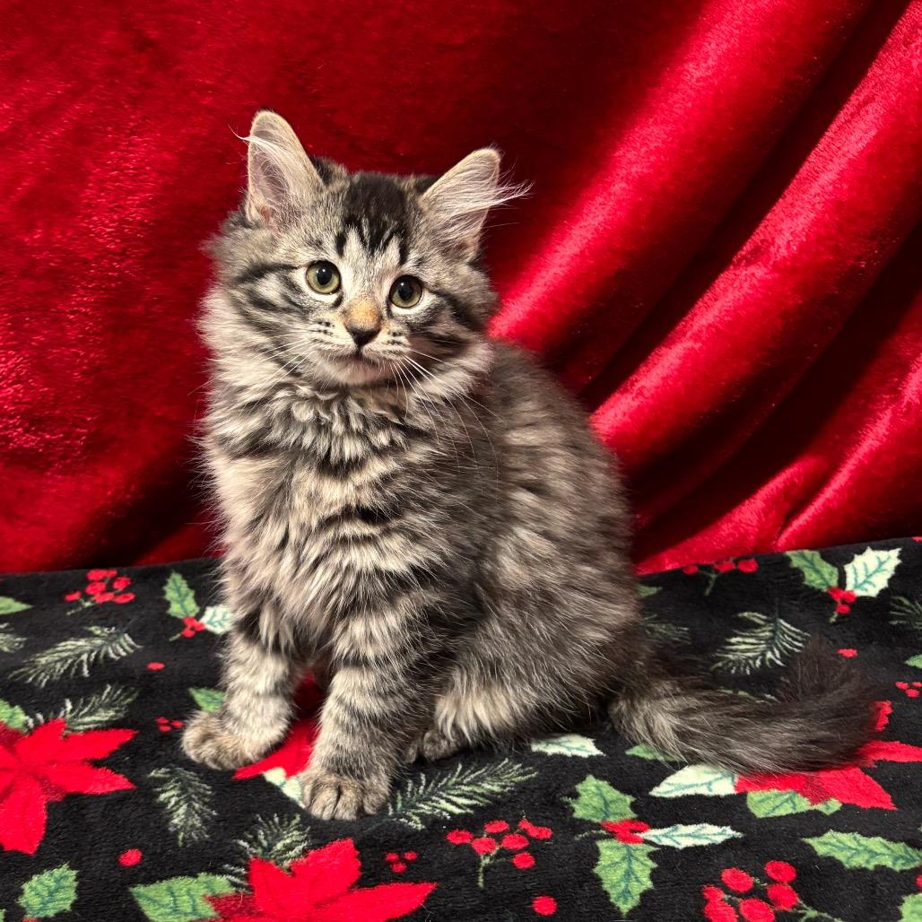 Enlarge Ellie May, a Adoptable Domestic Long Hair in Smithville, TN image 6/6