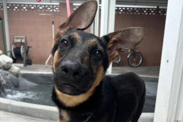 Dalton, a Adoptable German Shepherd Dog in Newport Beach, CA image 6/6