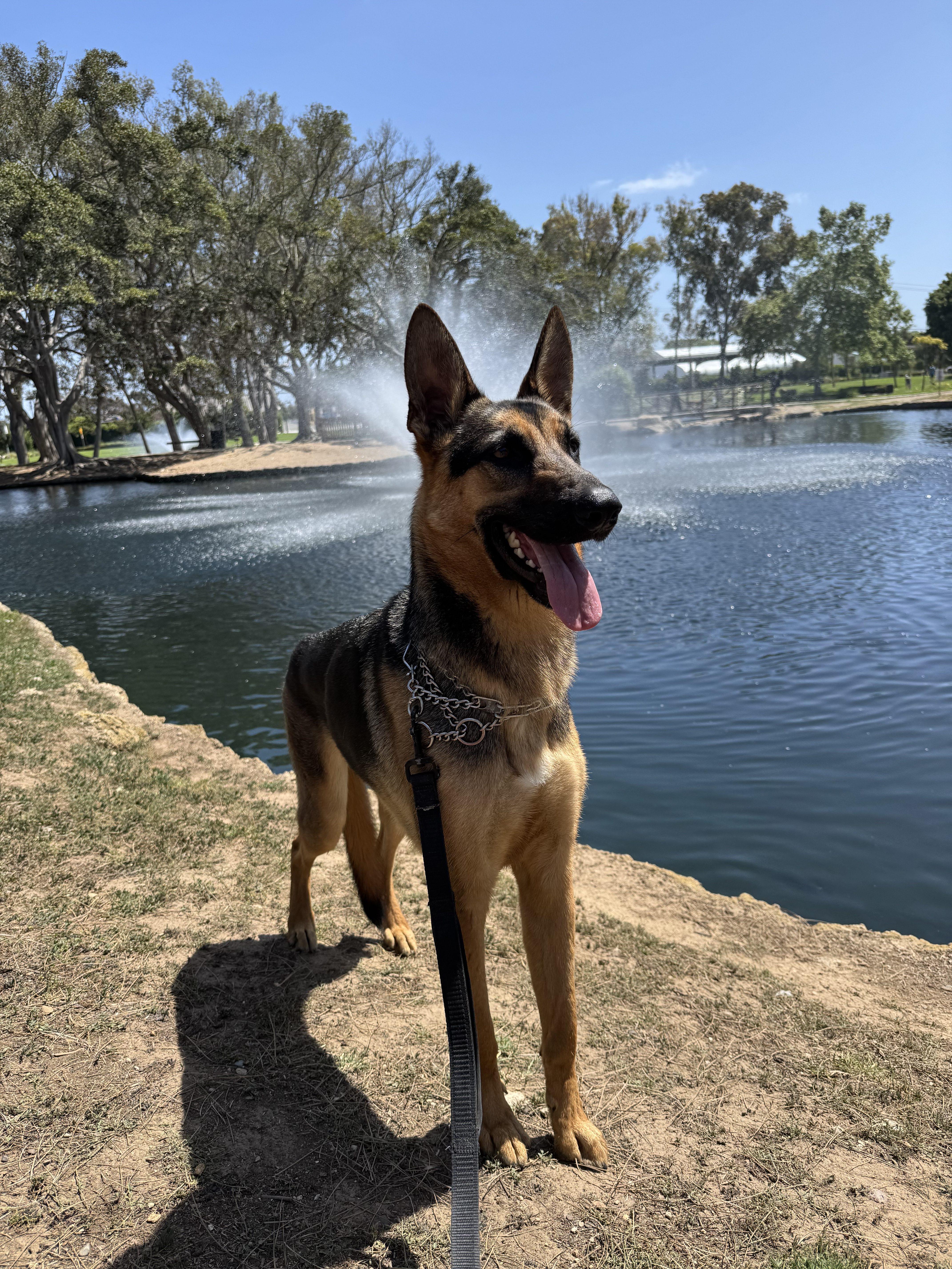 Dalton, a Adoptable German Shepherd Dog in Newport Beach, CA image 3/6