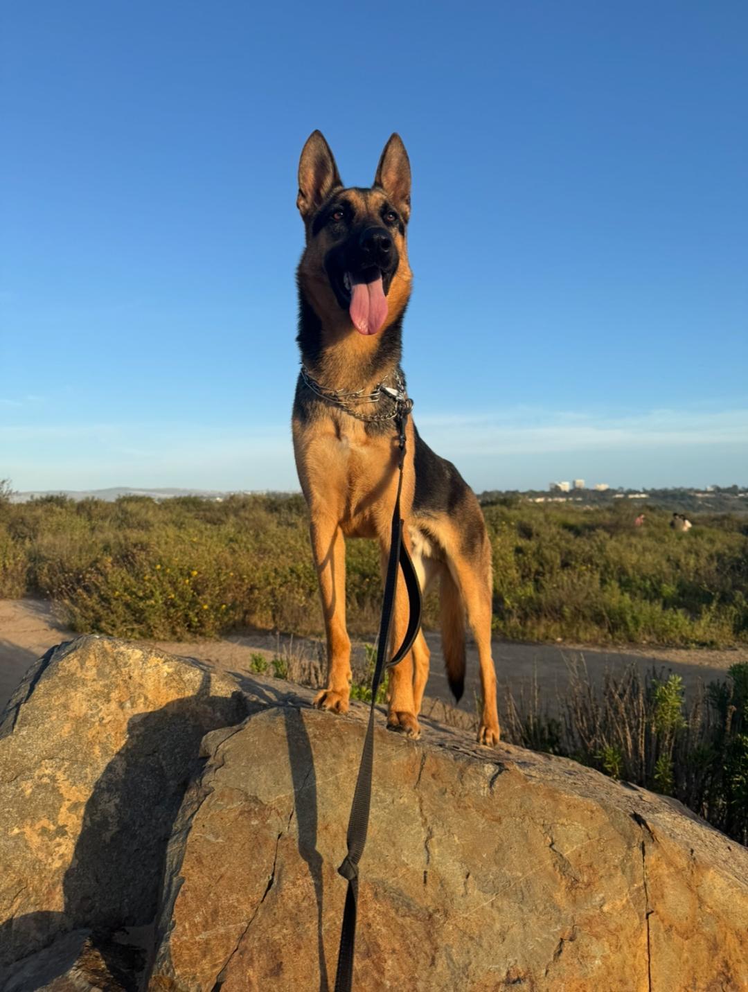 Dalton, a Adoptable German Shepherd Dog in Newport Beach, CA image 2/6
