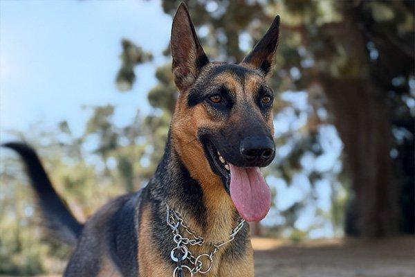 Dalton, Young Male German Shepherd Dog