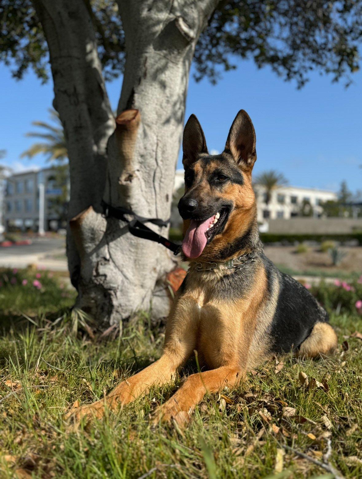 Dalton, a Adoptable German Shepherd Dog in Newport Beach, CA image 4/6