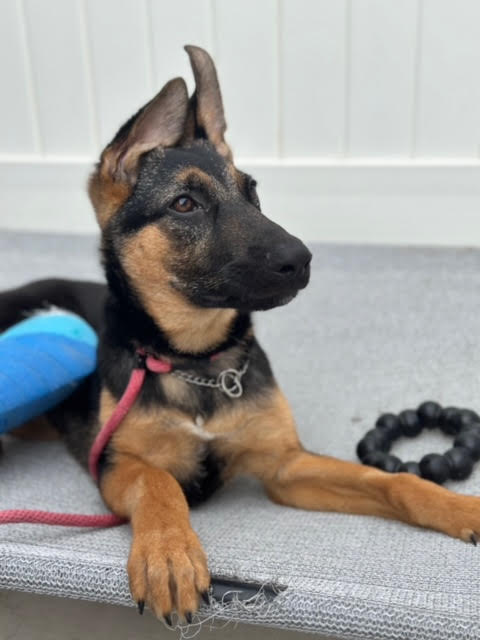 Dalton, a Adoptable German Shepherd Dog in Newport Beach, CA image 5/6