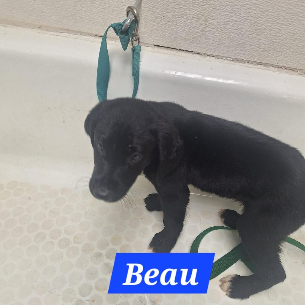 Beau, Adoptable, Puppy Male Black Labrador Retriever.