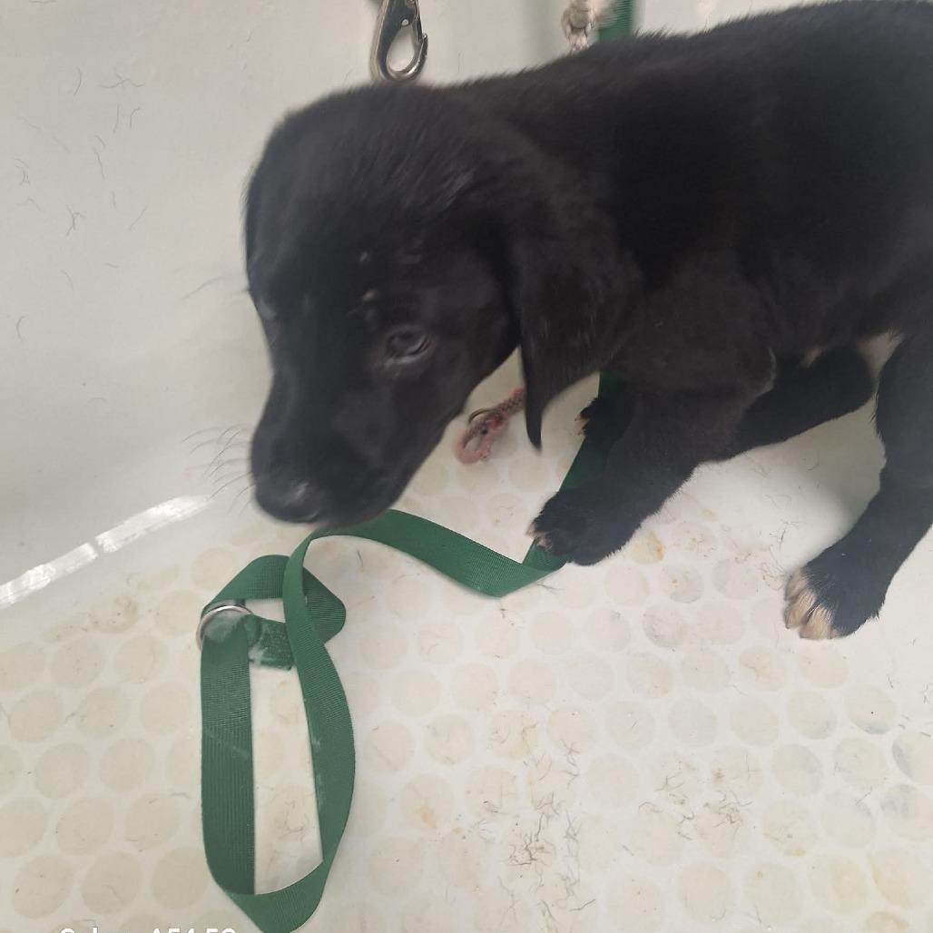 Beau, a Adoptable Black Labrador Retriever in Madill, OK image 2/2