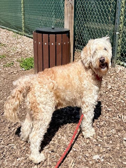 ACE, Adoptable, Young Male Golden Retriever & Poodle.