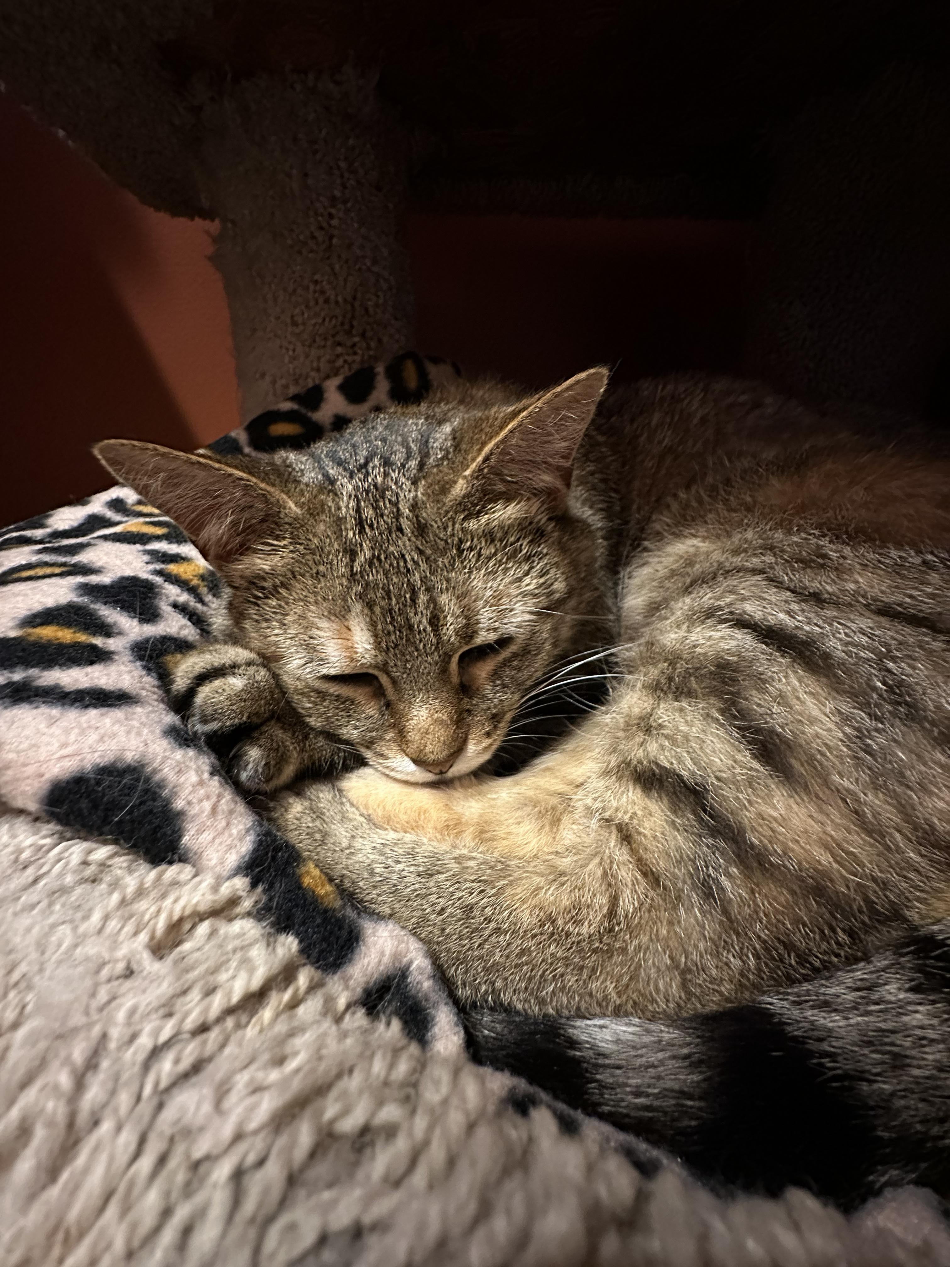 Marnie, an adopted Domestic Short Hair in Crystal Lake, IL image 6/6