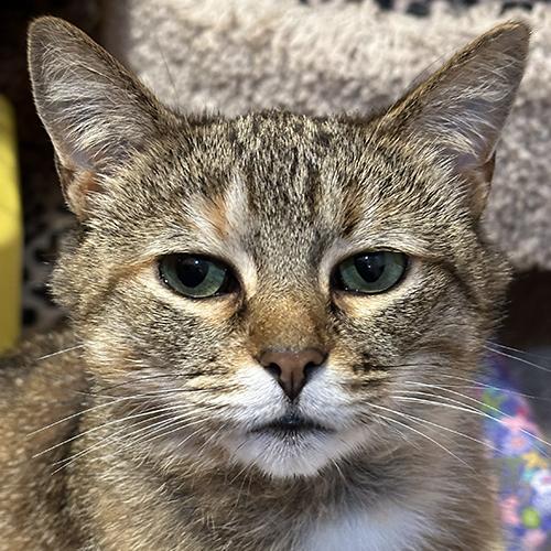 Marnie, adopted, Adult Female Domestic Short Hair.