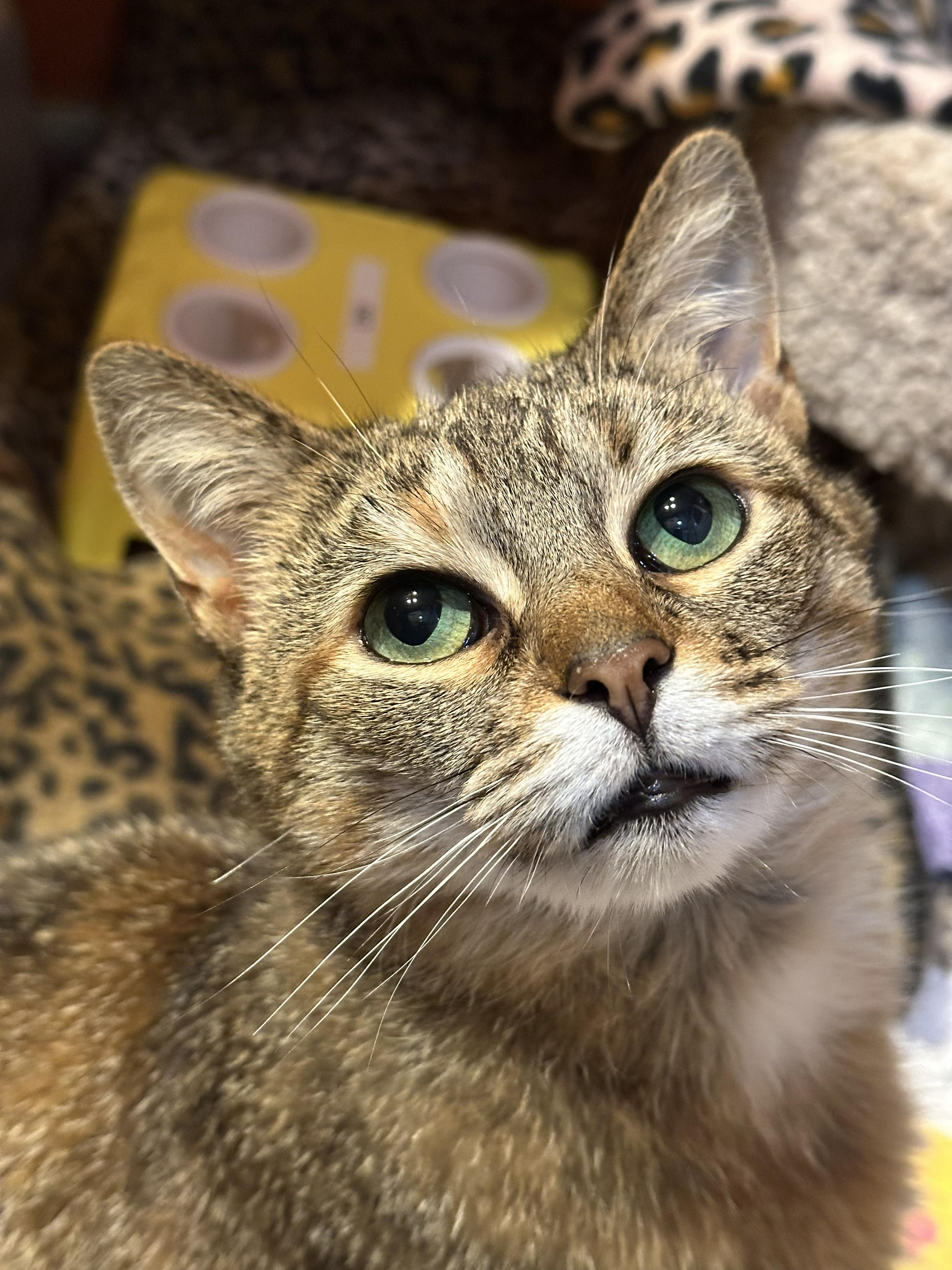 Marnie, an adopted Domestic Short Hair in Crystal Lake, IL image 3/6