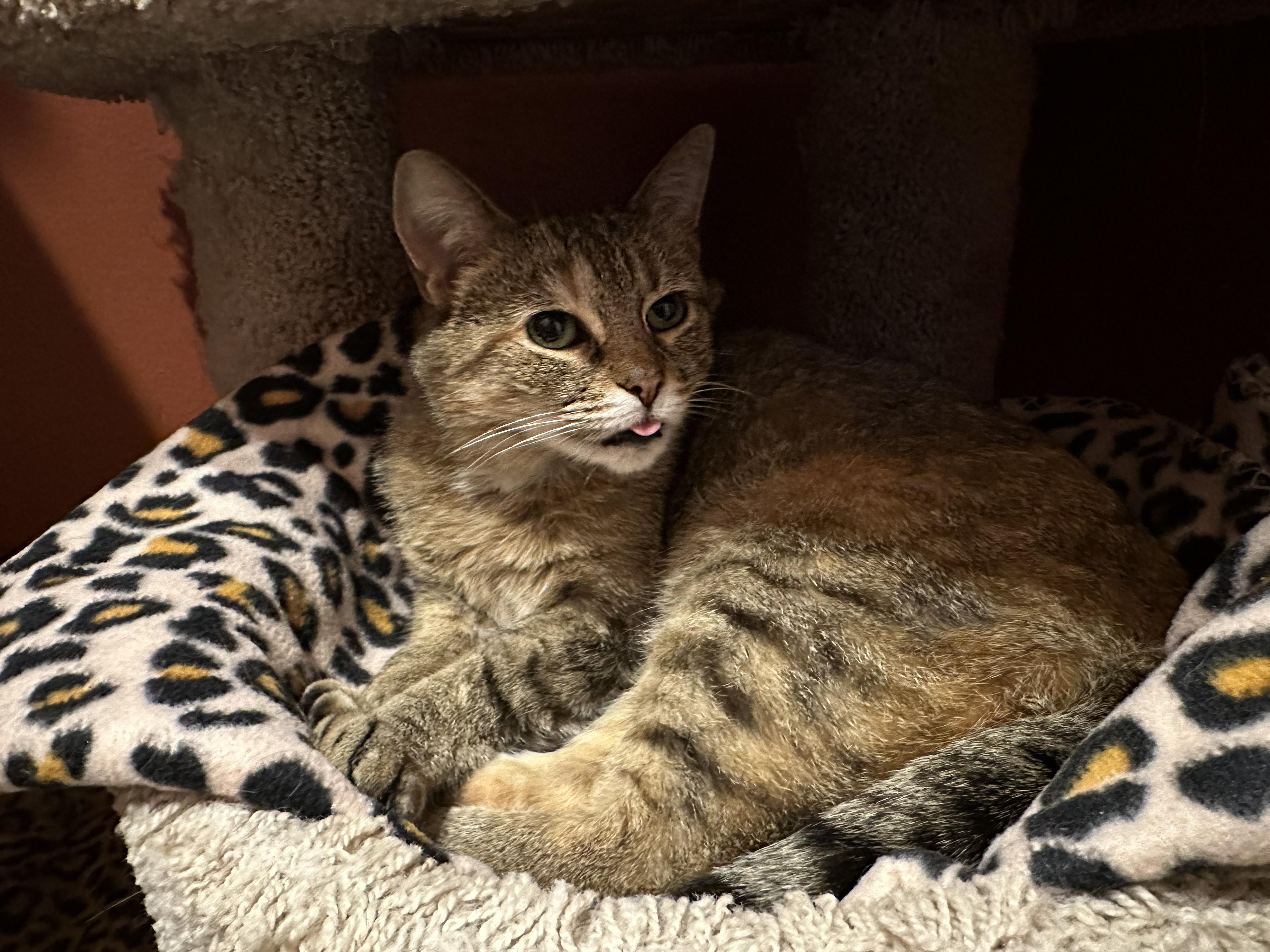 Marnie, an adopted Domestic Short Hair in Crystal Lake, IL image 2/6
