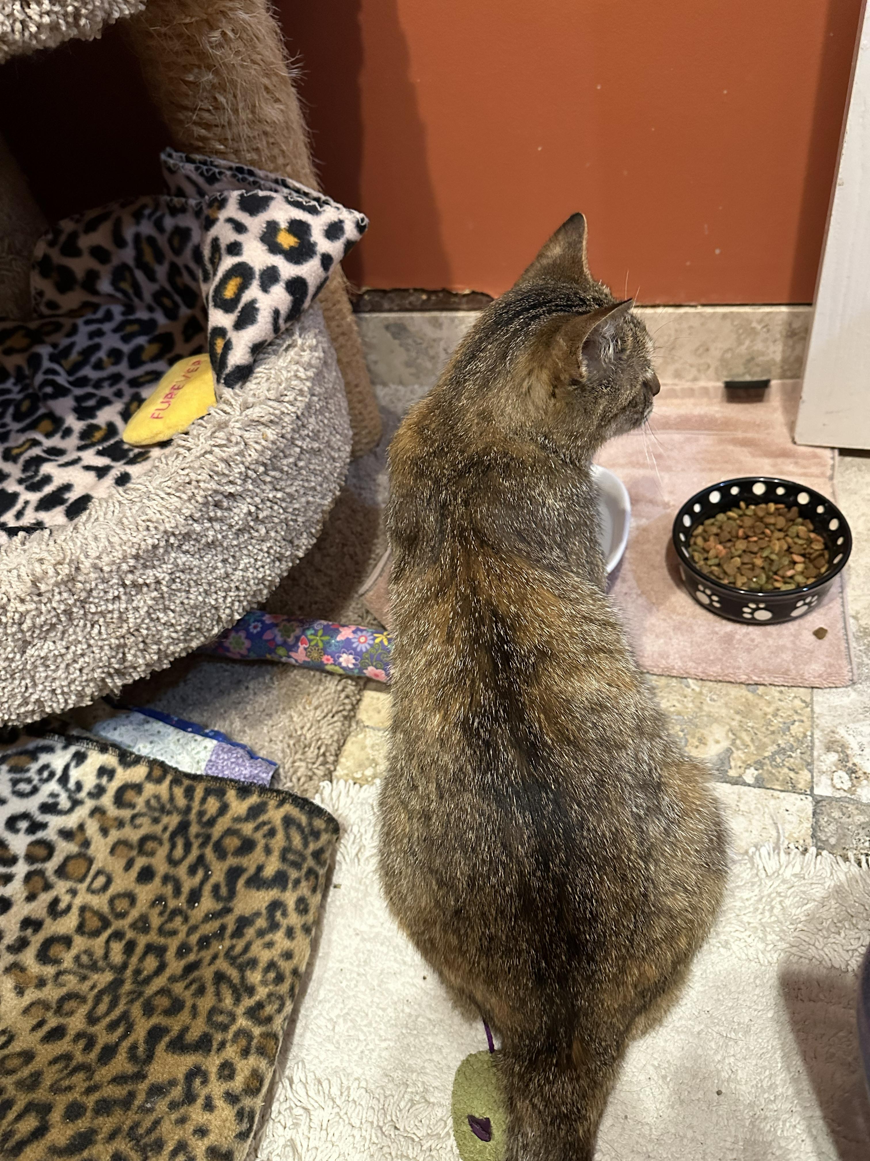 Marnie, an adopted Domestic Short Hair in Crystal Lake, IL image 4/6