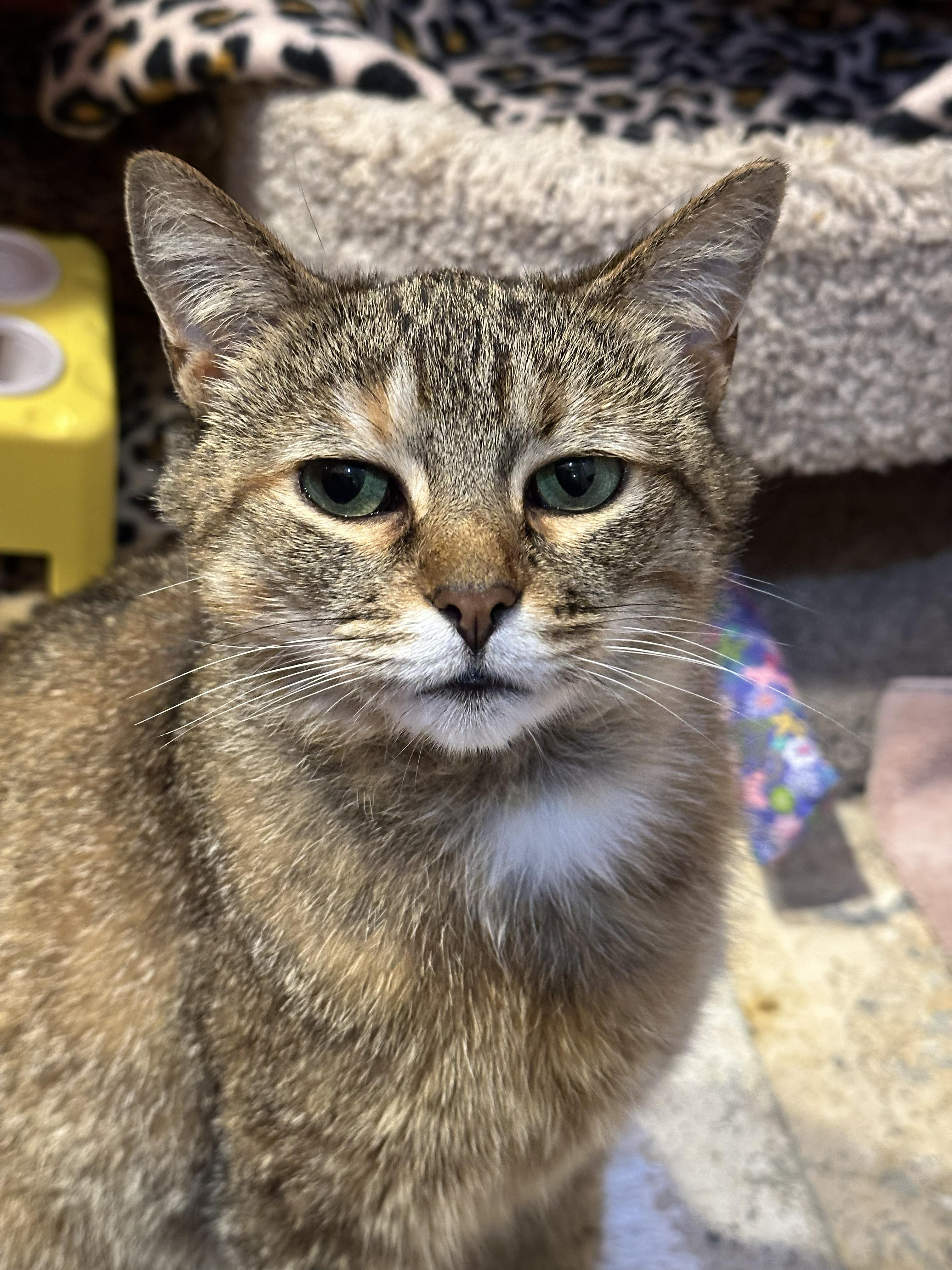 Marnie, an adopted Domestic Short Hair in Crystal Lake, IL image 5/6