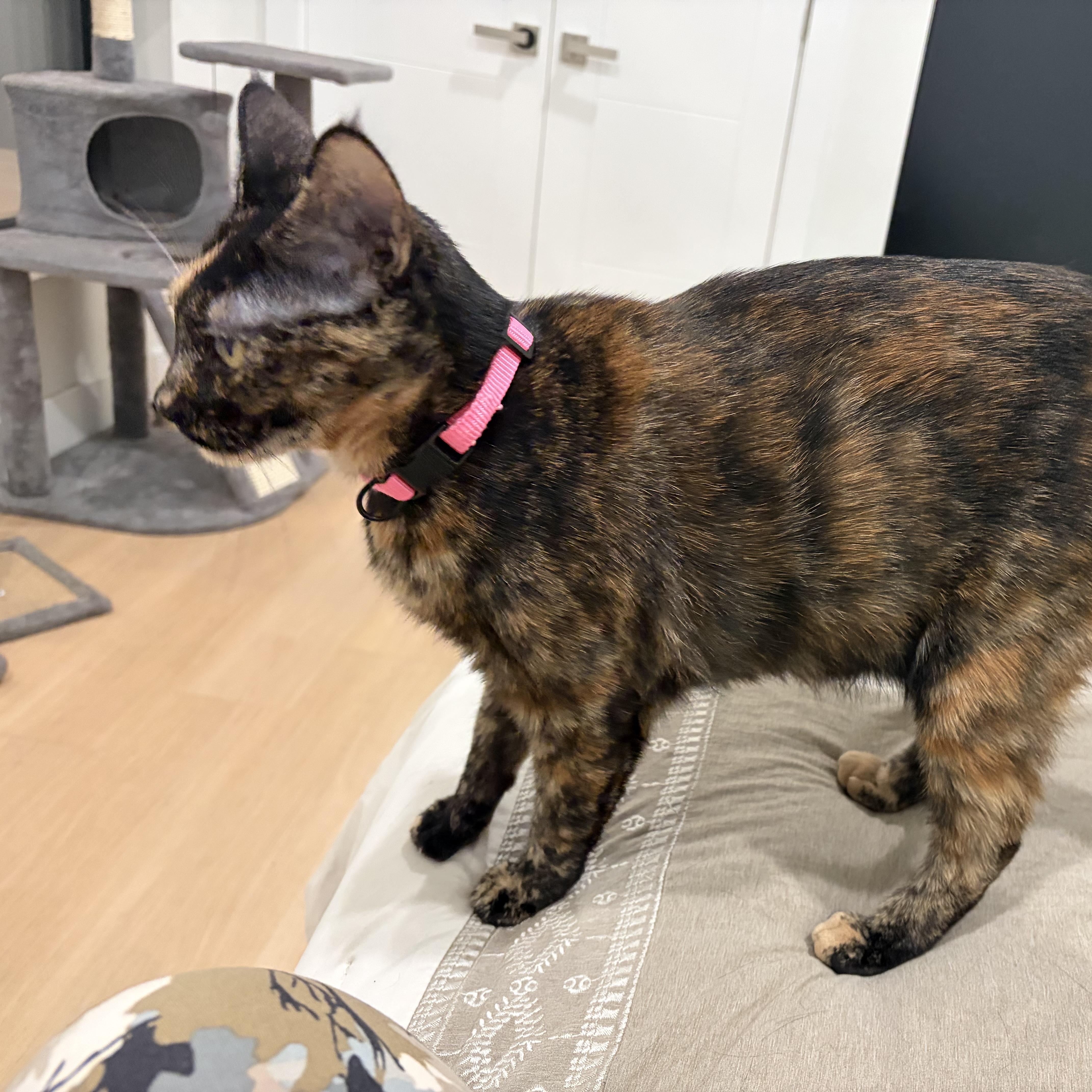 Enlarge Faith Looking for a New Home, a ADOPTABLE Tortoiseshell in Clifton, NJ image 2/2