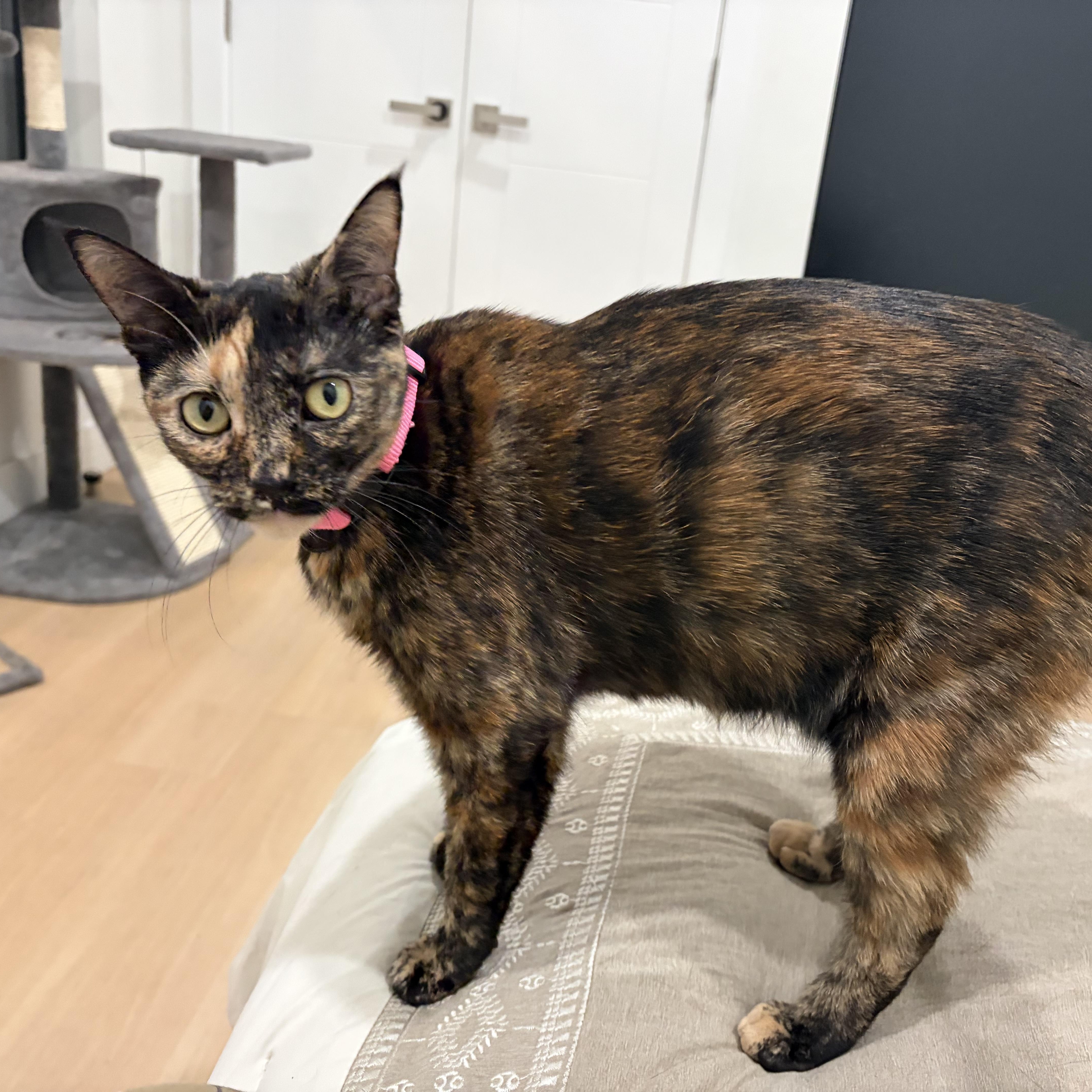 Faith Looking for a New Home, ADOPTABLE, Young Female Tortoiseshell.