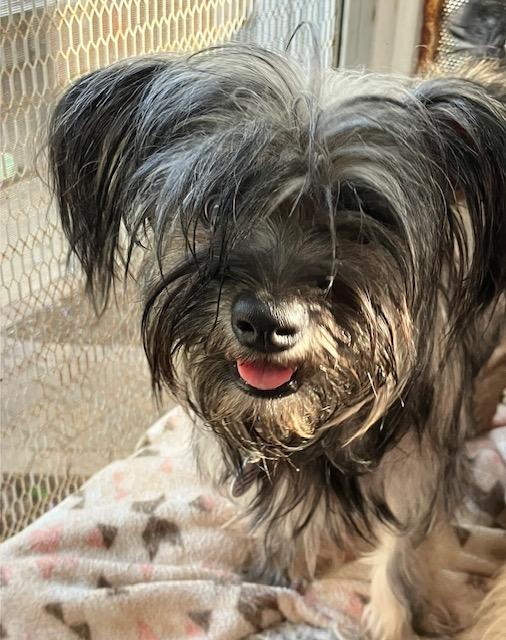 Enlarge Snookie bonded with Simon available at Charlie's Little Dog House, a Adoptable mixed breed in PORTLAND, OR image 2/3