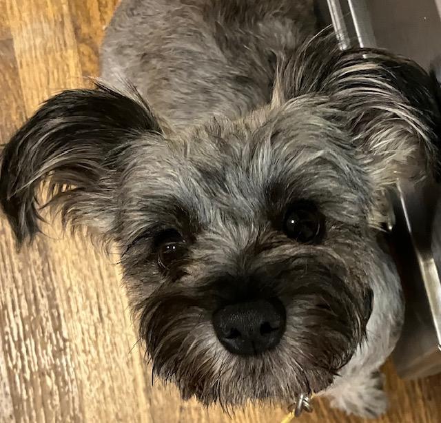 Enlarge Snookie bonded with Simon available at Charlie's Little Dog House, a Adoptable mixed breed in PORTLAND, OR image 3/3