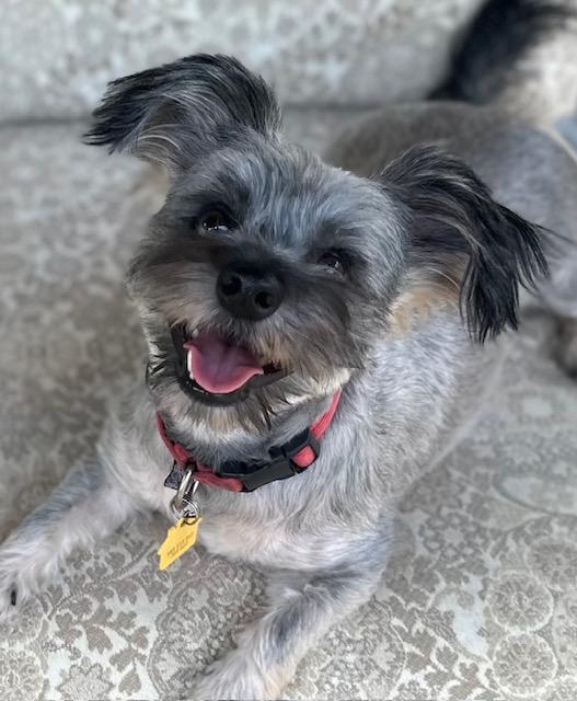 Snookie bonded with Simon available at Charlie's Little Dog House, Adoptable, Young Female Yorkshire Terrier & Schnauzer.