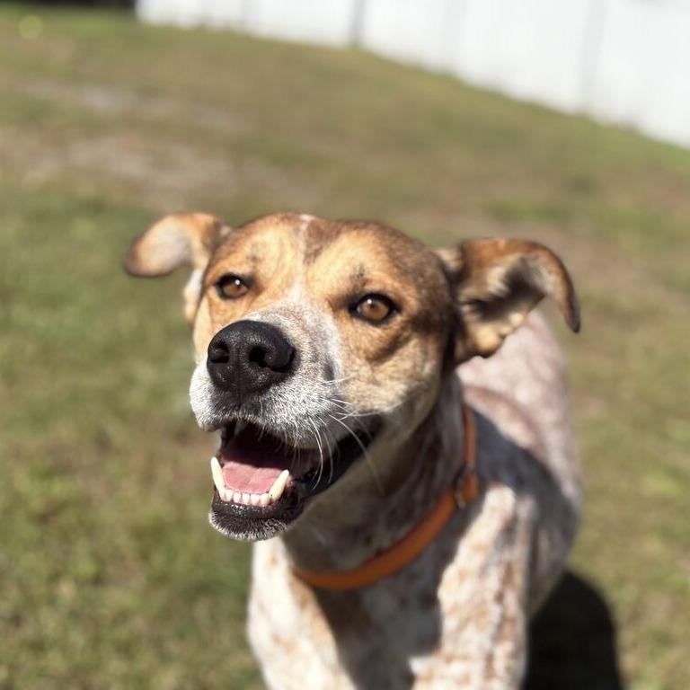 Enlarge Jimmy Jr., a Adoptable Cattle Dog in Enfield, NH image 1/4
