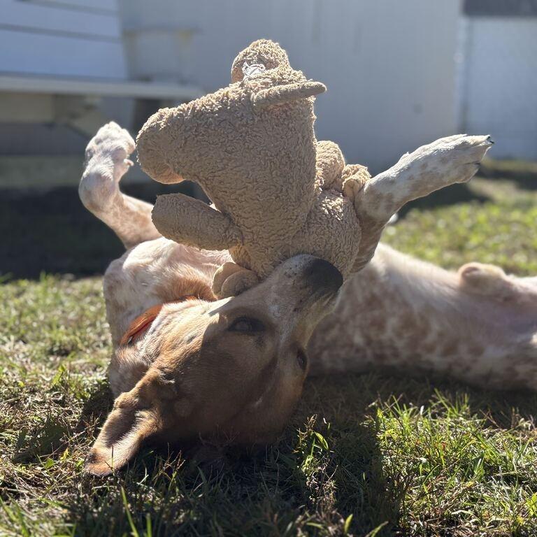 Enlarge Jimmy Jr., a Adoptable Cattle Dog in Enfield, NH image 2/4