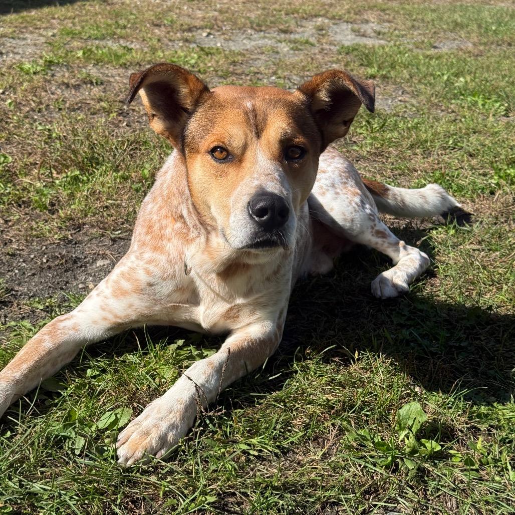 Enlarge Jimmy Jr., a Adoptable Cattle Dog in Enfield, NH image 3/4