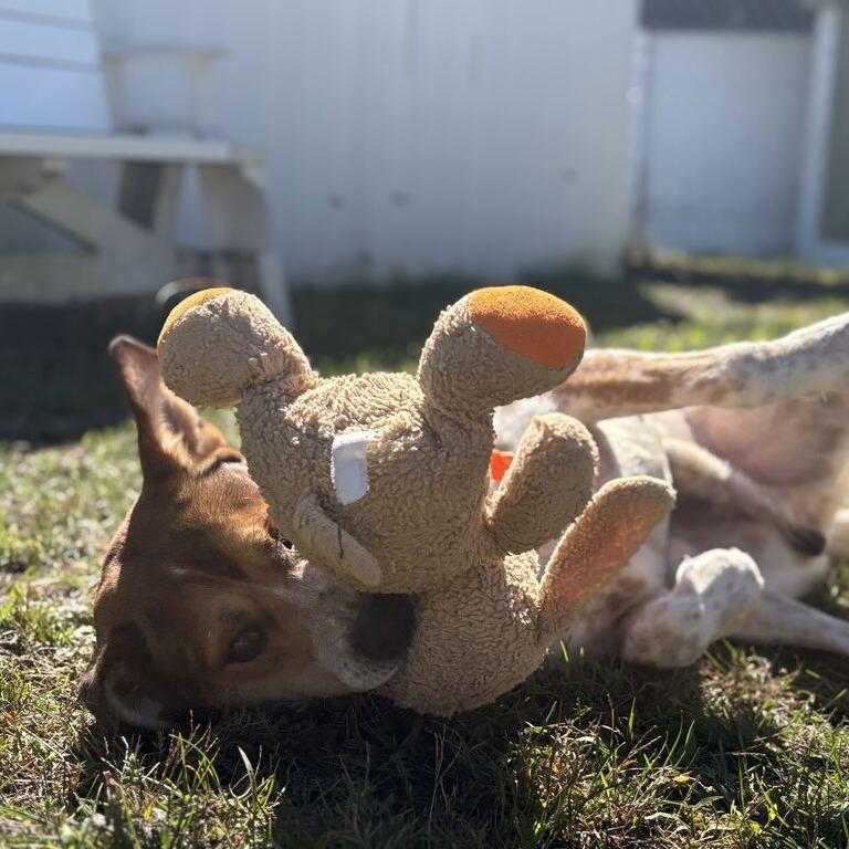 Enlarge Jimmy Jr., a Adoptable Cattle Dog in Enfield, NH image 4/4