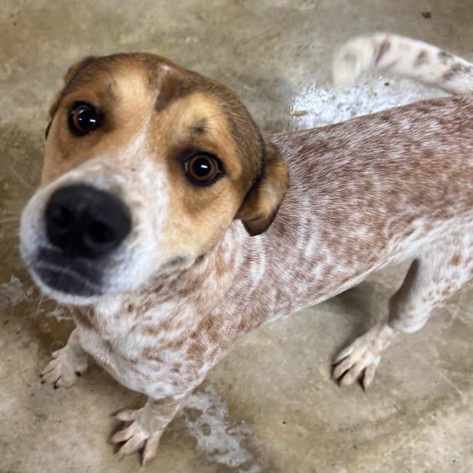 Enlarge Jimmy Jr., a Adoptable Cattle Dog in Enfield, NH image 5/5
