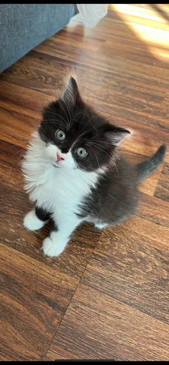 Cat for adoption Rosie, a Domestic Medium Hair in Stamford, CT