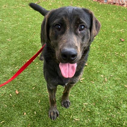 Enlarge David Hasselwoof, a Adoptable mixed breed in Gastonia, NC image 1/3