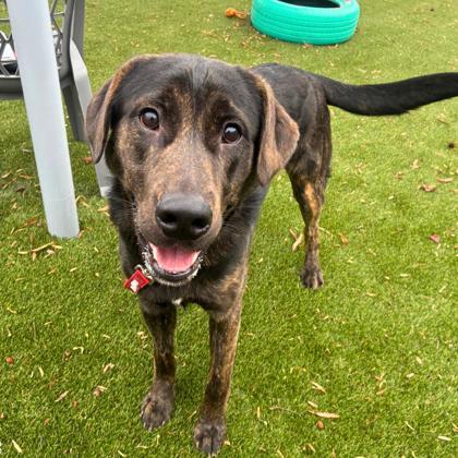 Enlarge David Hasselwoof, a Adoptable mixed breed in Gastonia, NC image 2/3