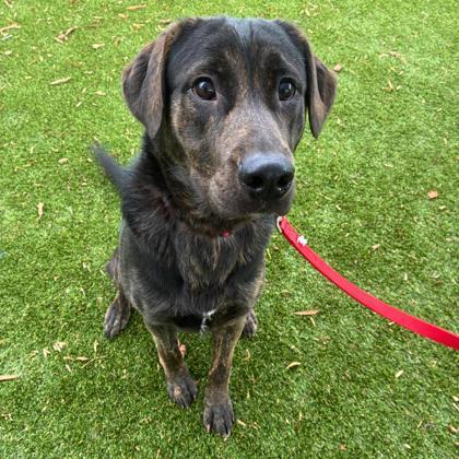 Enlarge David Hasselwoof, a Adoptable mixed breed in Gastonia, NC image 3/3