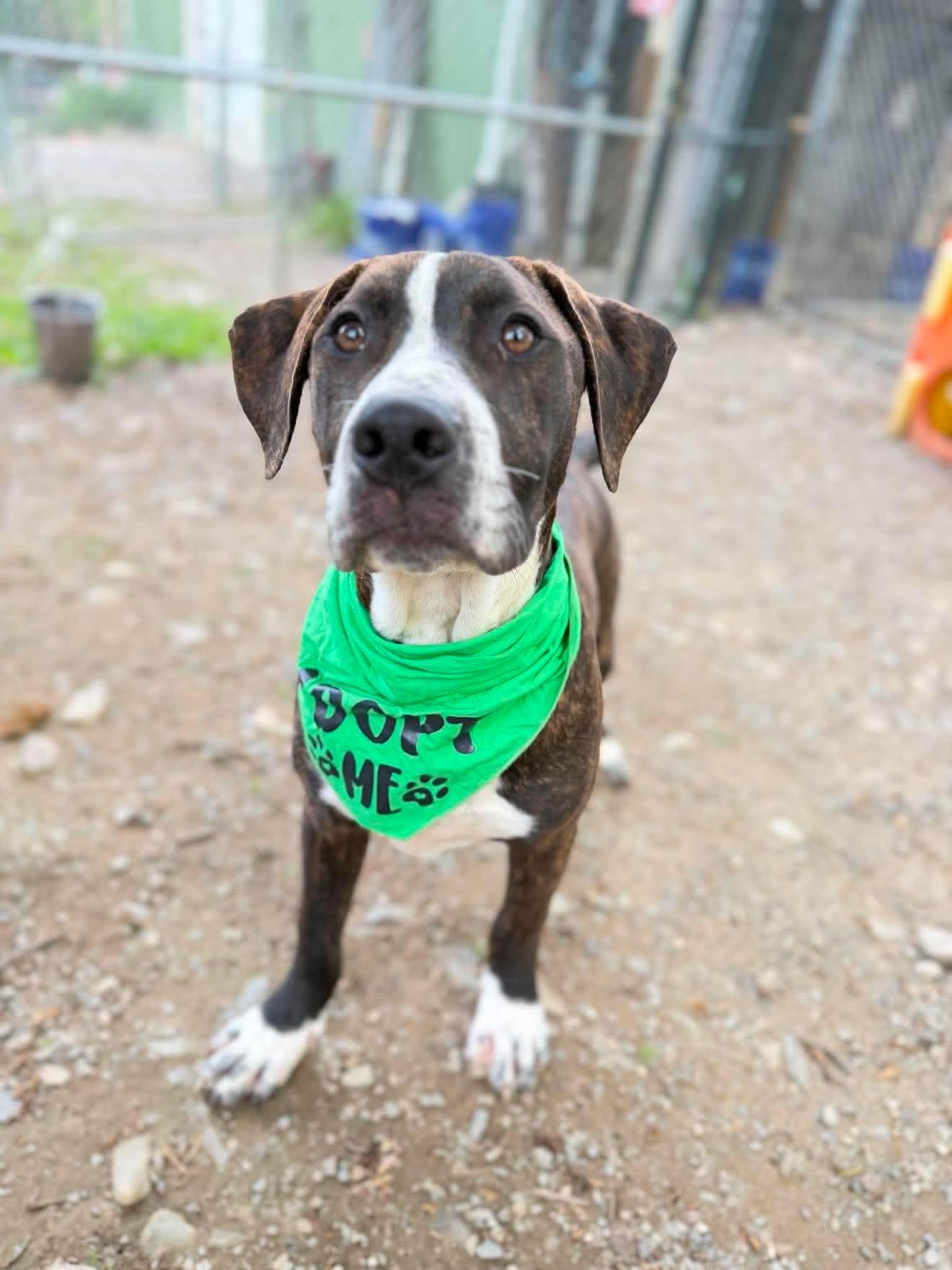 Sawyer , a Adoptable mixed breed in Argyle, NY image 2/6