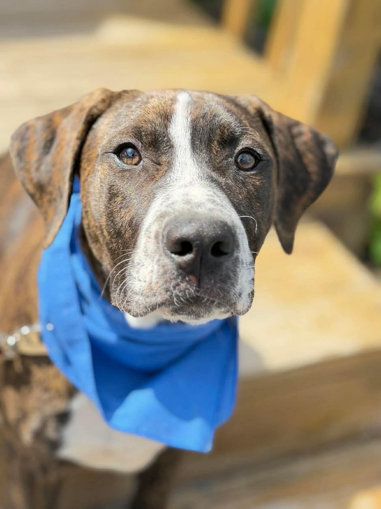 Enlarge Sawyer , a Adoptable Mixed Breed in Argyle, NY image 1/5