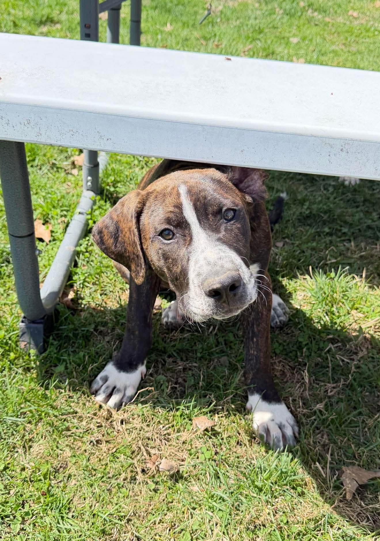 Enlarge Sawyer , a Adoptable Mixed Breed in Argyle, NY image 4/5