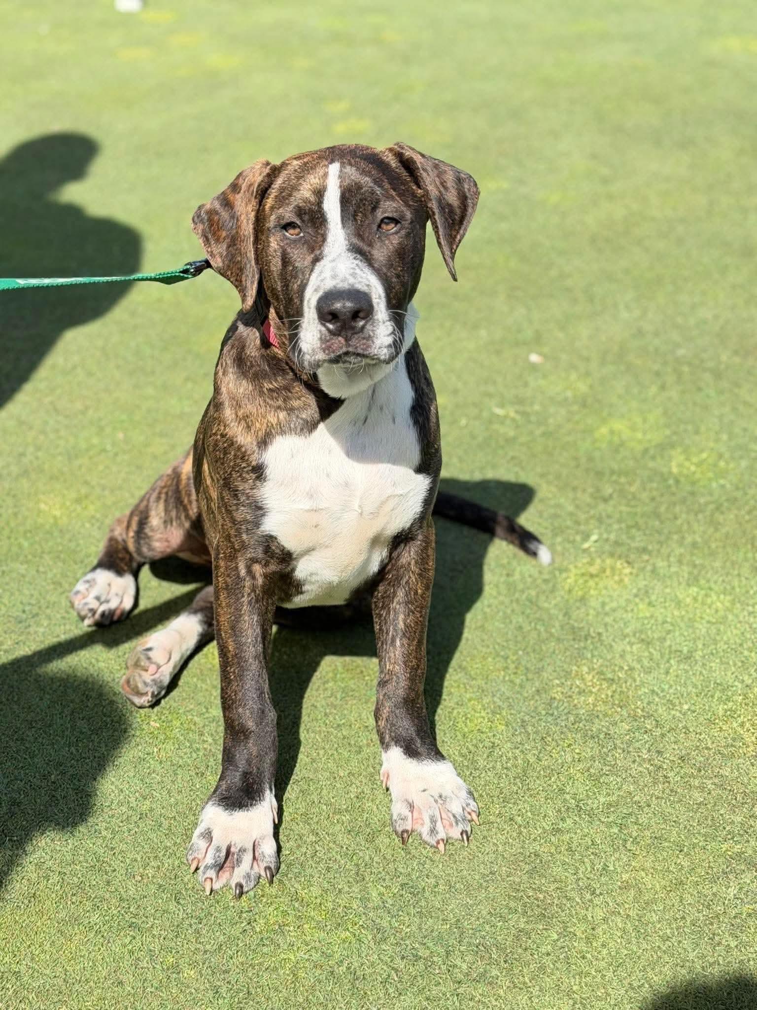 Sawyer , a Adoptable mixed breed in Argyle, NY image 1/6