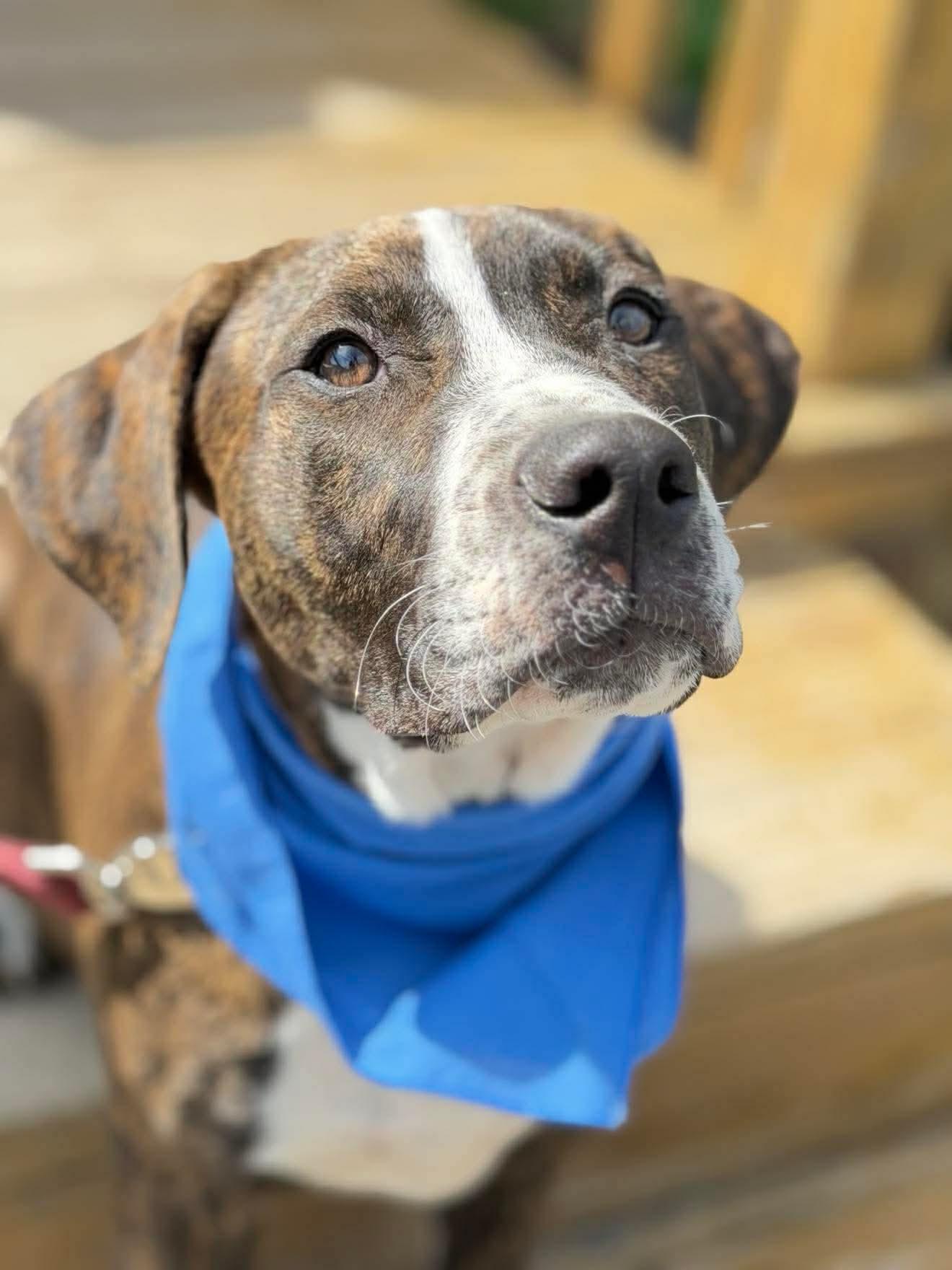 Enlarge Sawyer , a Adoptable Mixed Breed in Argyle, NY image 2/5