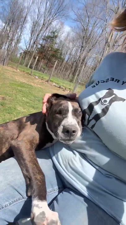 Enlarge Sawyer , a Adoptable Mixed Breed in Argyle, NY video 5/5