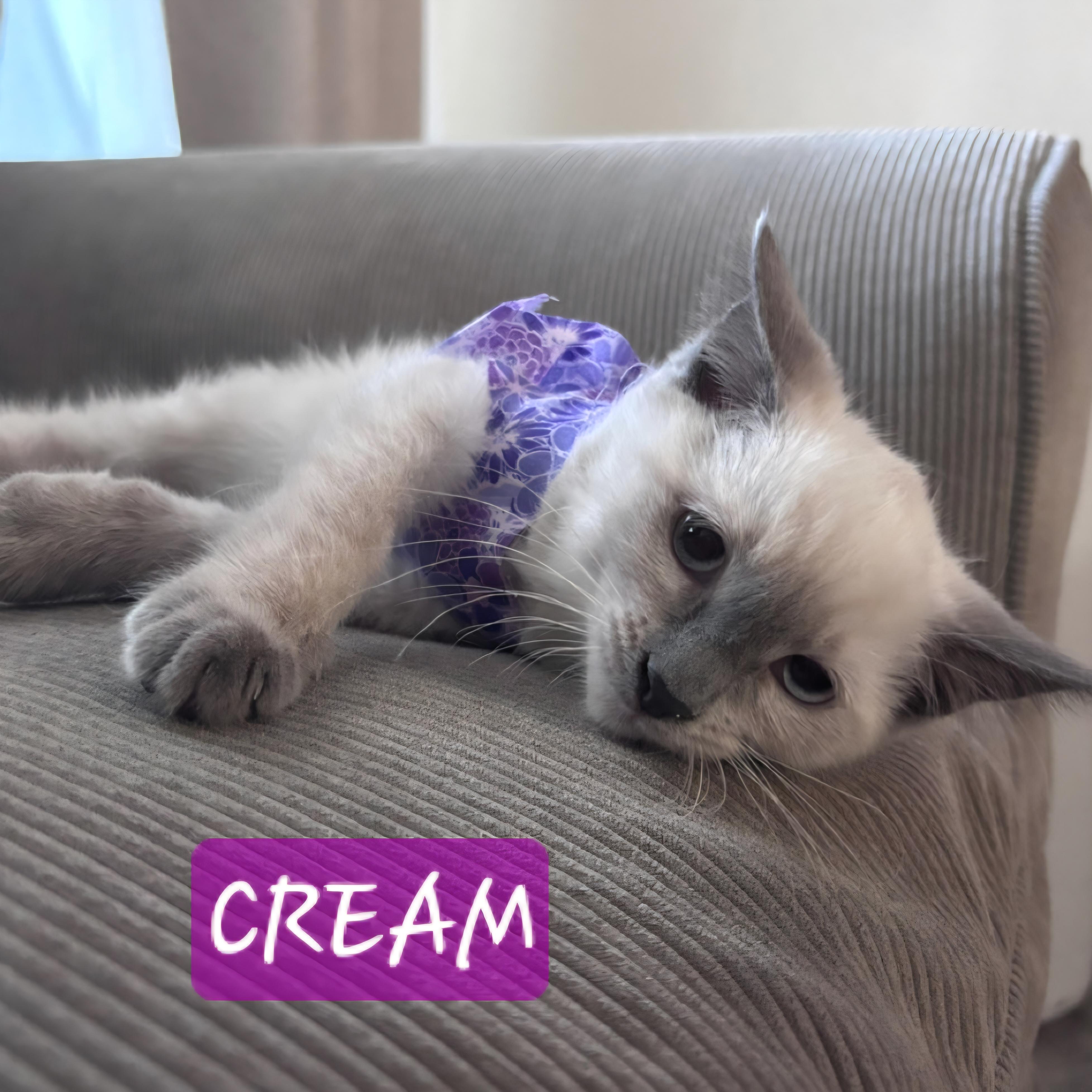 Enlarge Bonita, Bert & Cream, a Adopted mixed breed in Yorba Linda, CA image 3/3