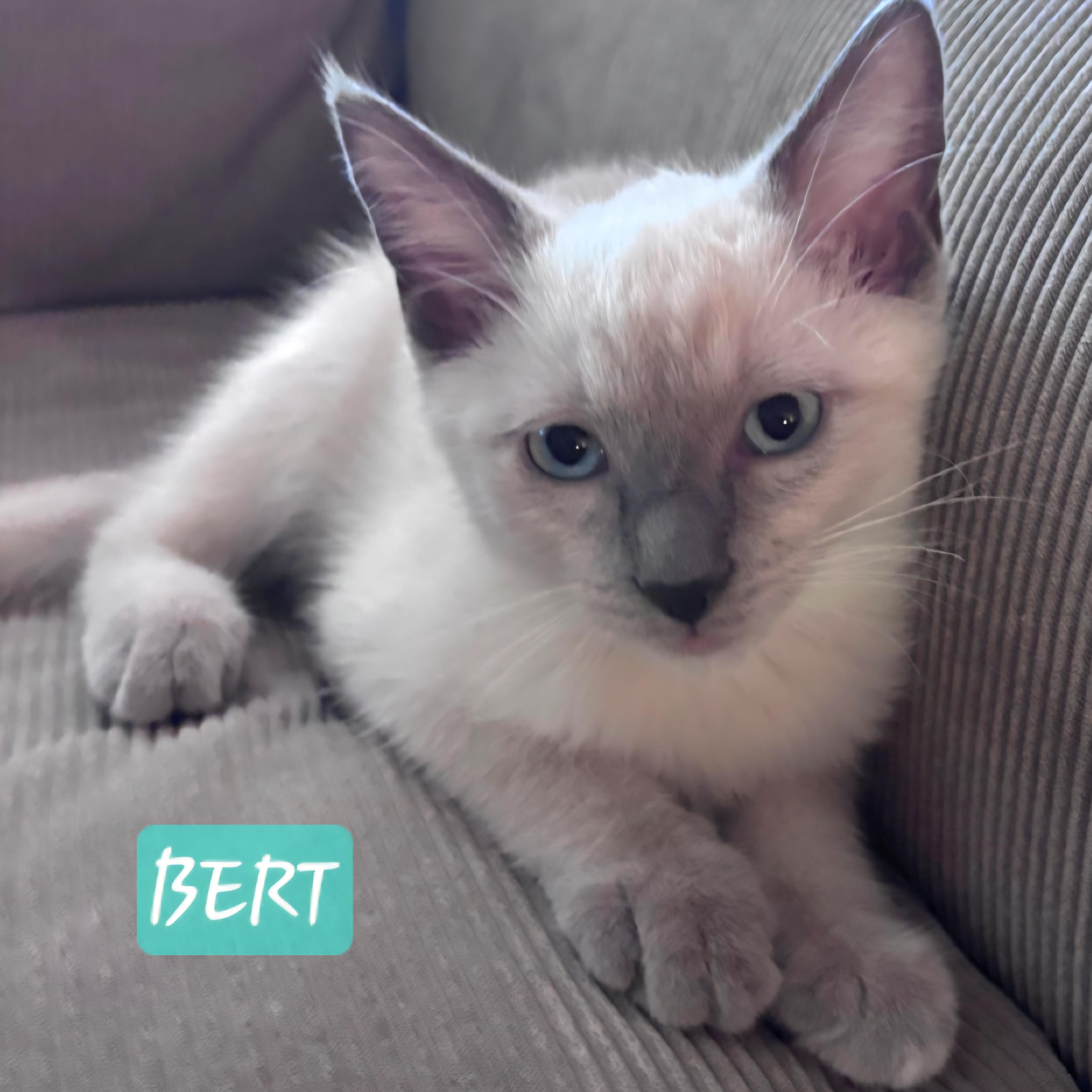 Enlarge Bonita, Bert & Cream, a Adopted mixed breed in Yorba Linda, CA image 2/3