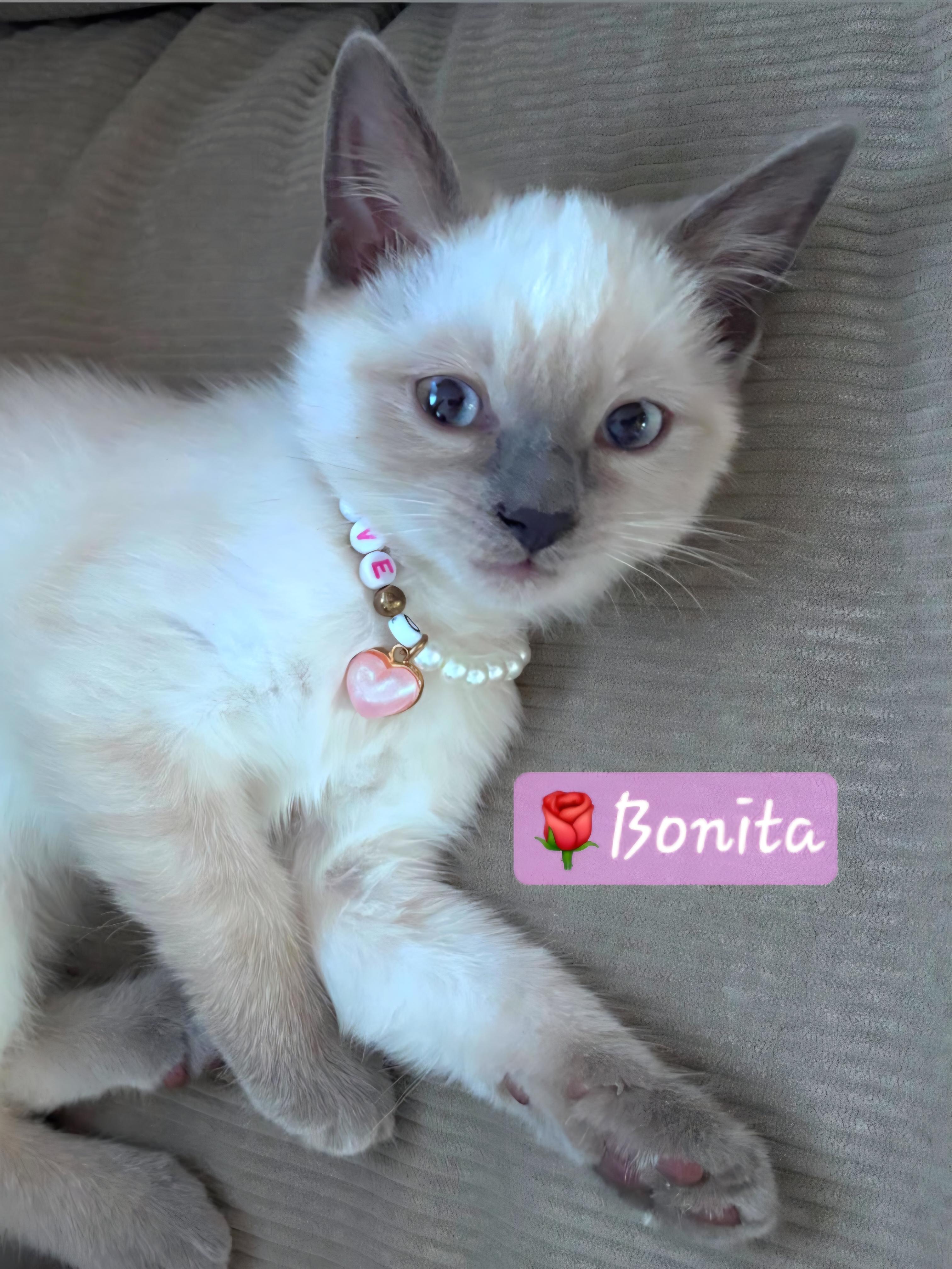 Enlarge Bonita, Bert & Cream, a Adopted mixed breed in Yorba Linda, CA image 1/3