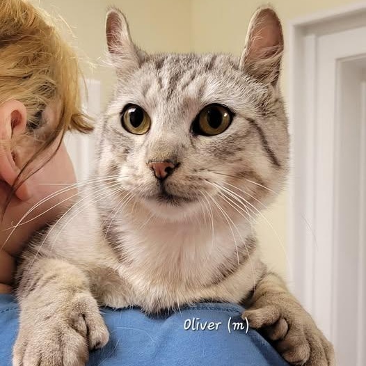 Enlarge Oliver, an adopted mixed breed in Mazon, IL image 1/1