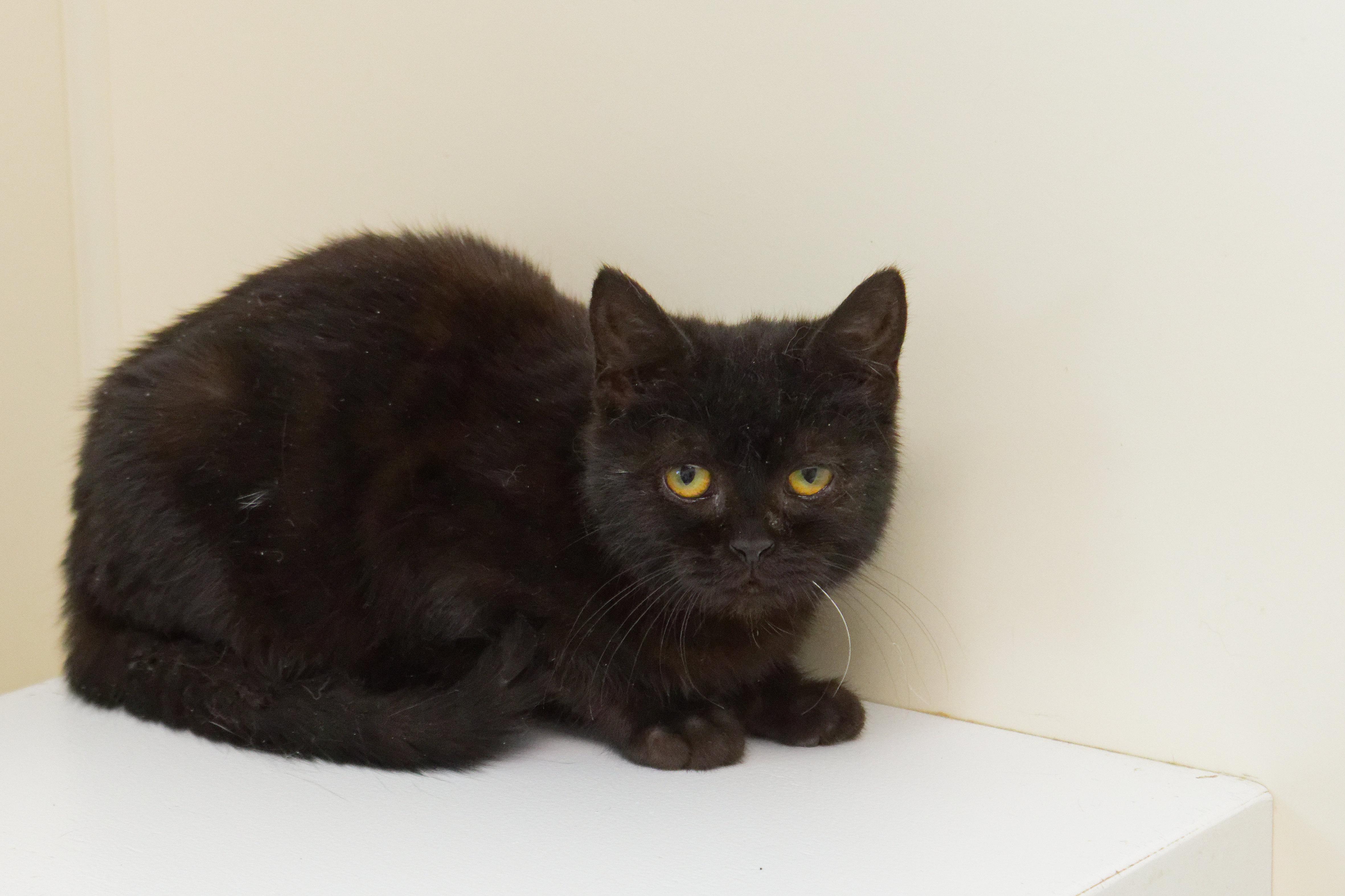 Enlarge Xander, a ADOPTABLE Bombay in Urbana, OH image 1/6