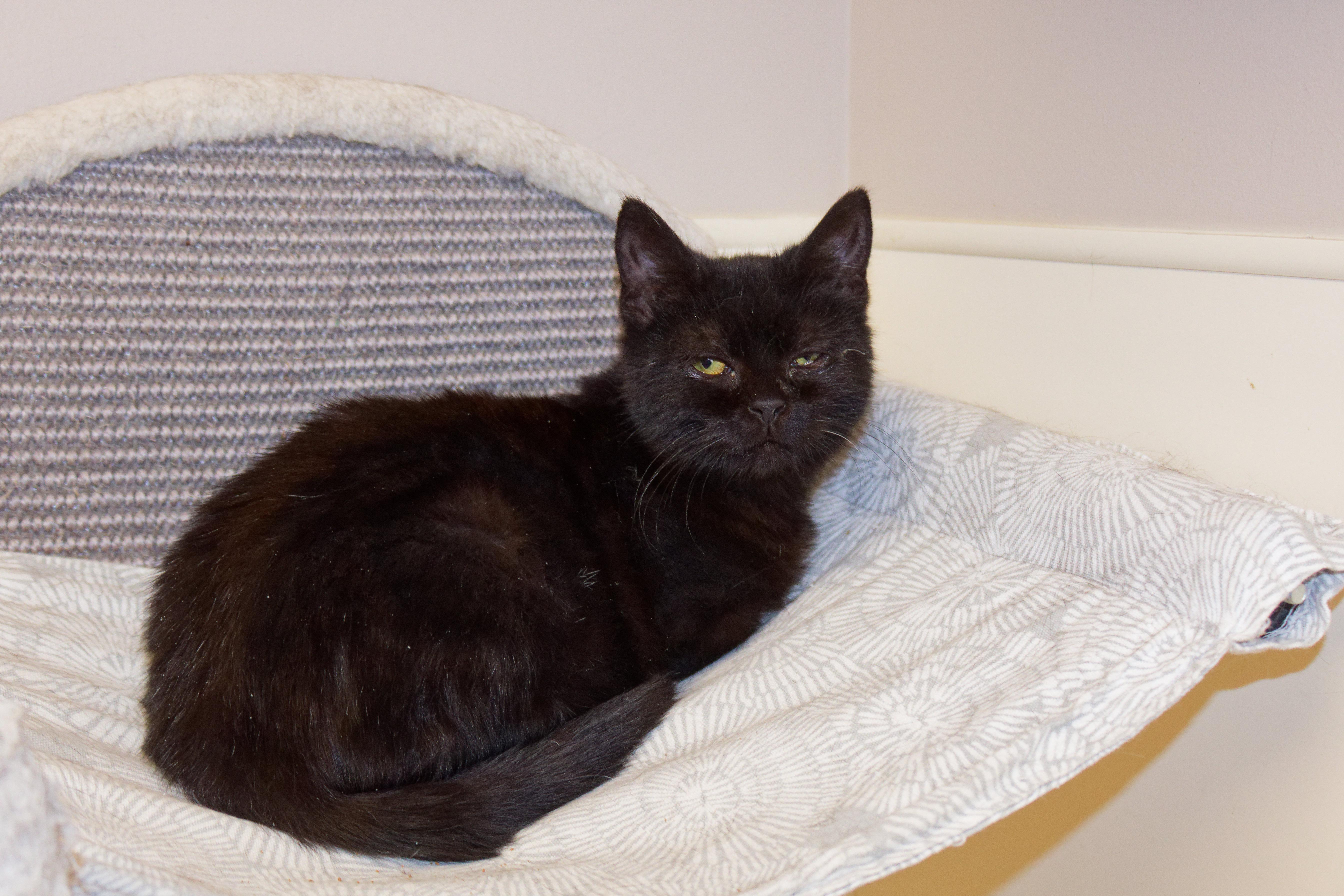 Enlarge Xander, a ADOPTABLE Bombay in Urbana, OH image 5/6