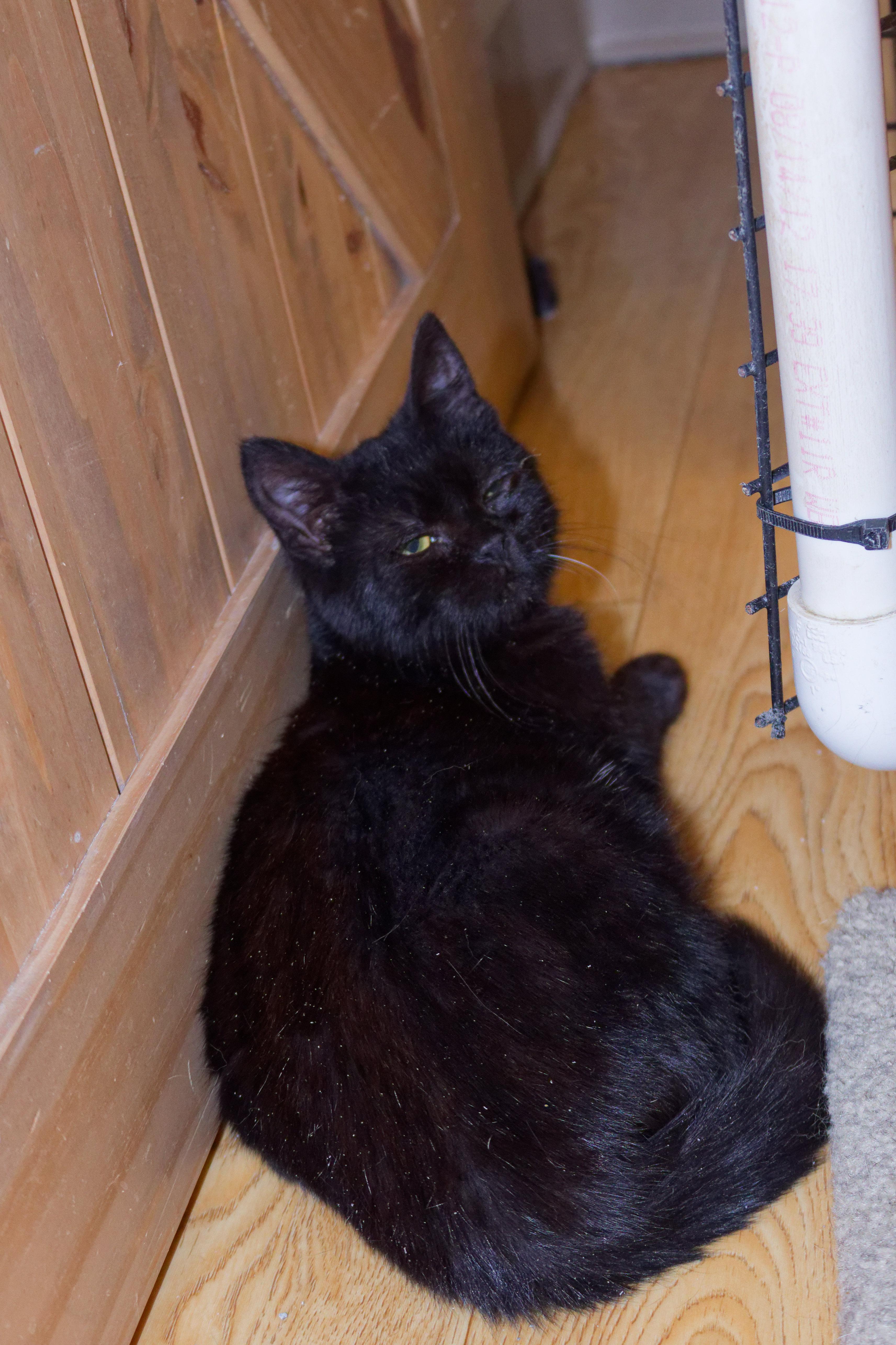 Enlarge Xander, a ADOPTABLE Bombay in Urbana, OH image 4/6