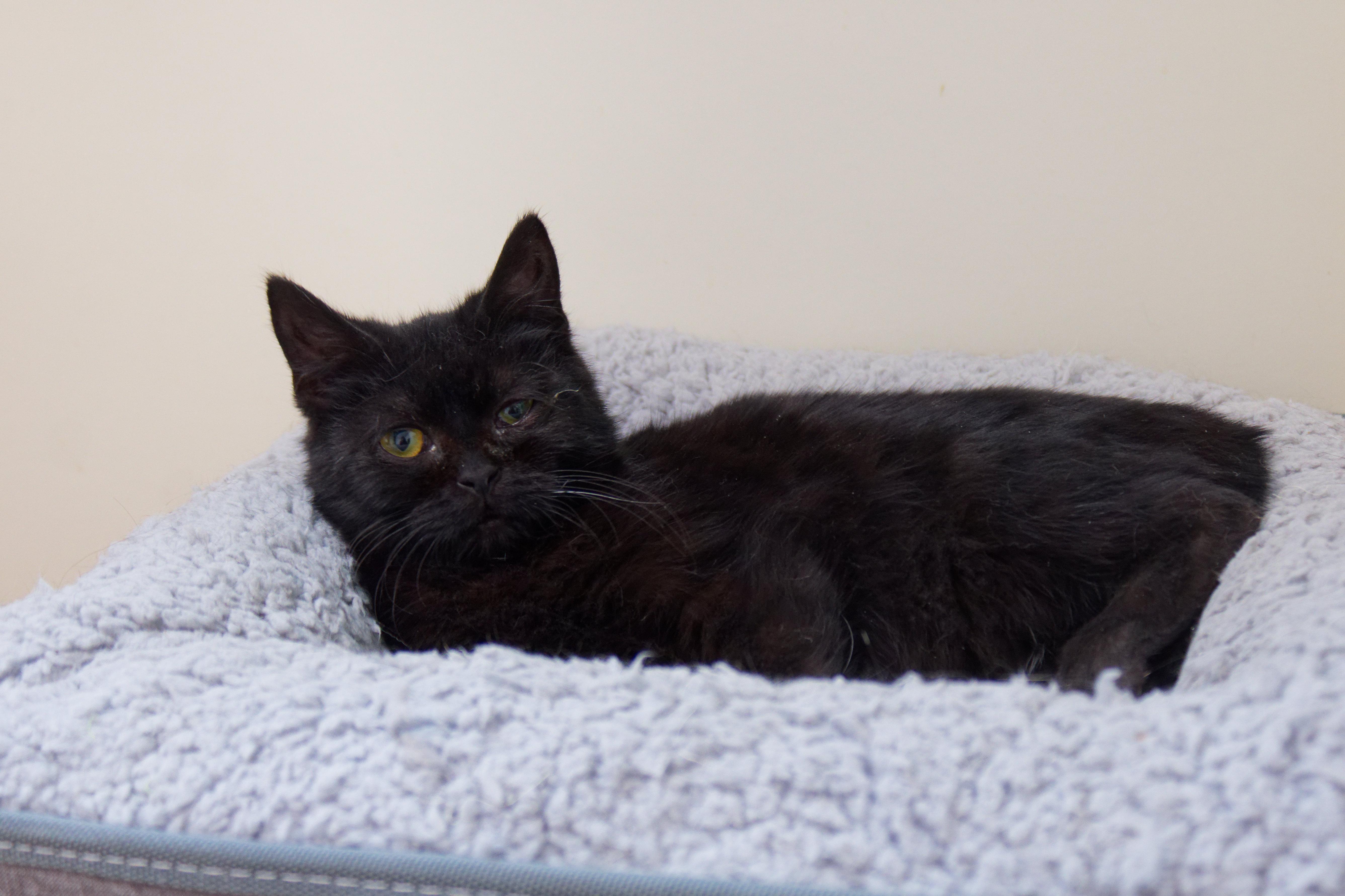 Enlarge Xander, a ADOPTABLE Bombay in Urbana, OH image 3/6